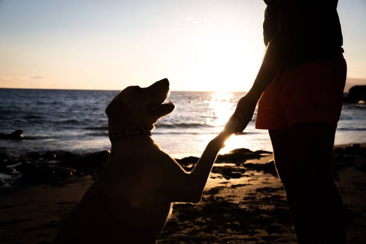 Una de las preocupaciones para muchos propietarios es que su mascota acabe en la calle.