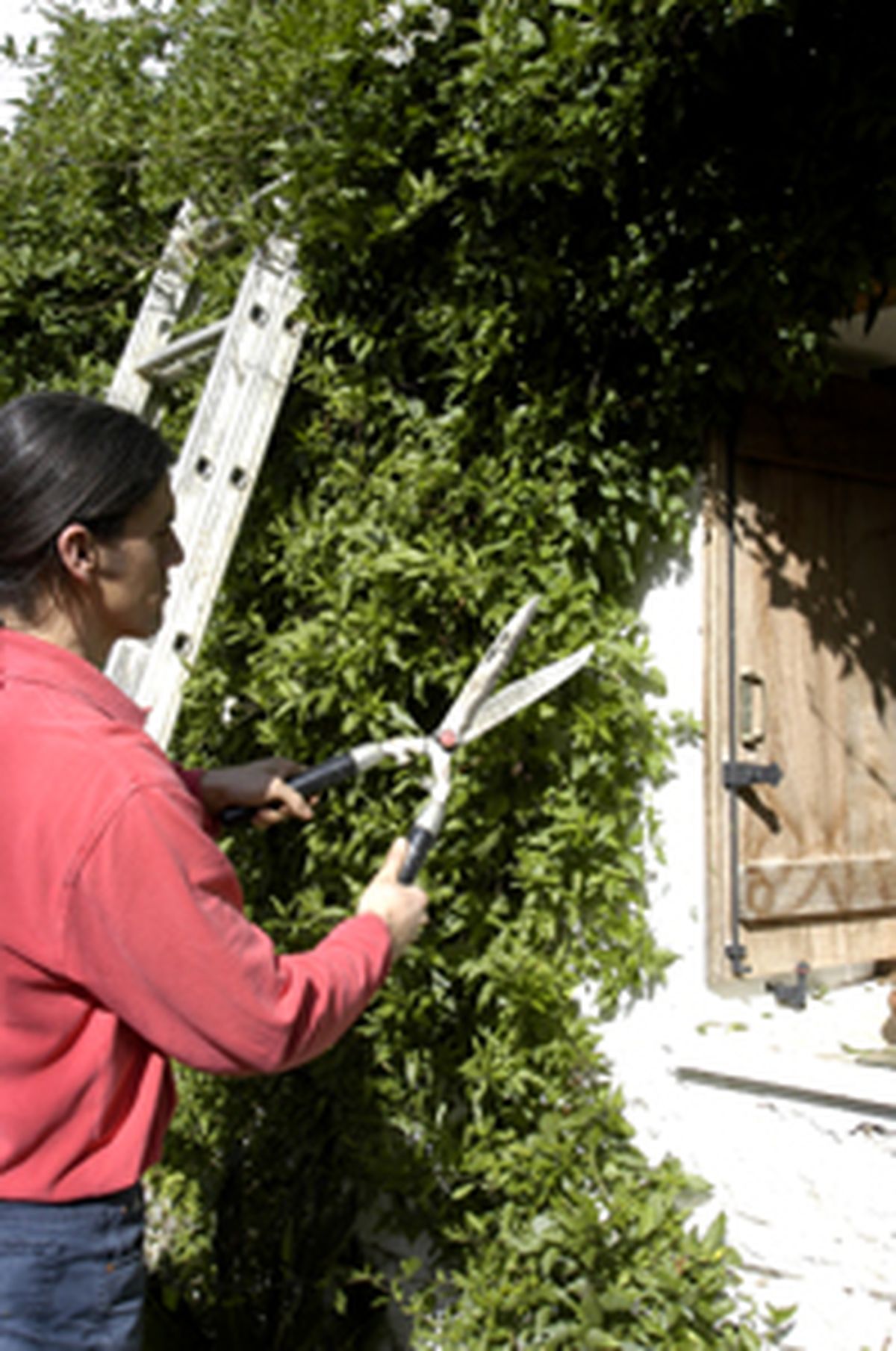 Cómo podar una enredadera paso 2