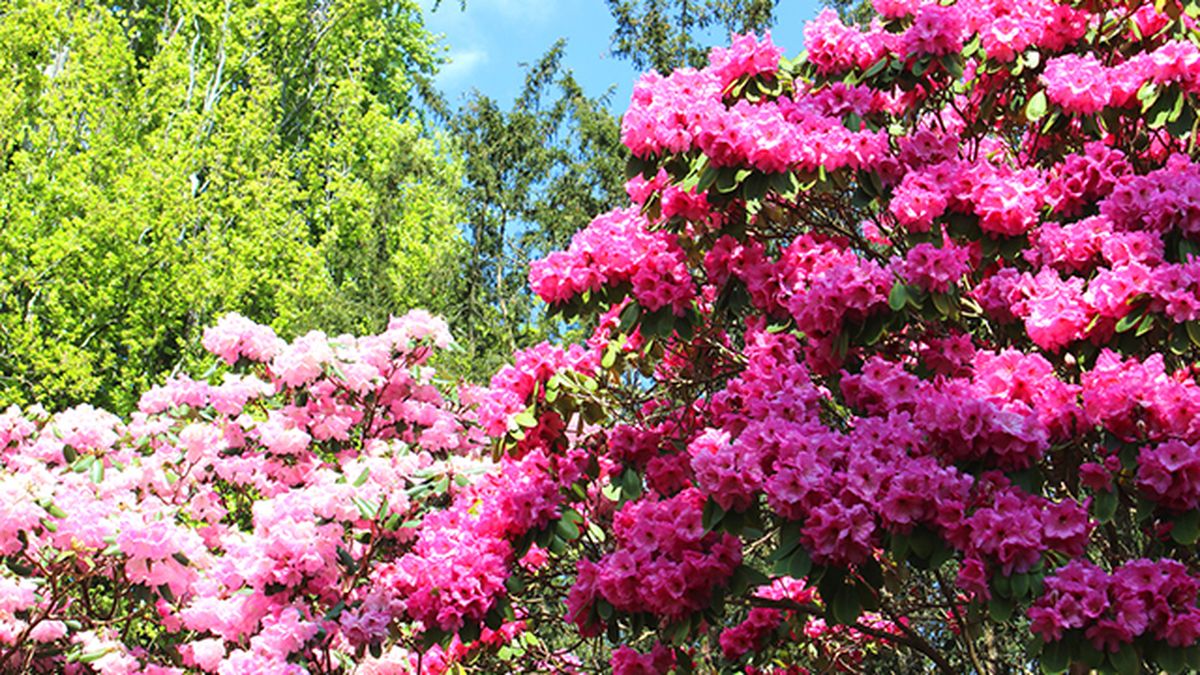 rododendro para el jardin