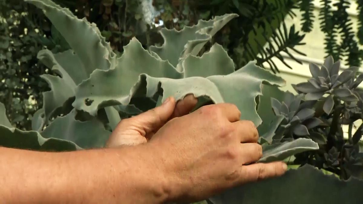 deco711 jardineria plantas hojas grises azules  pelito