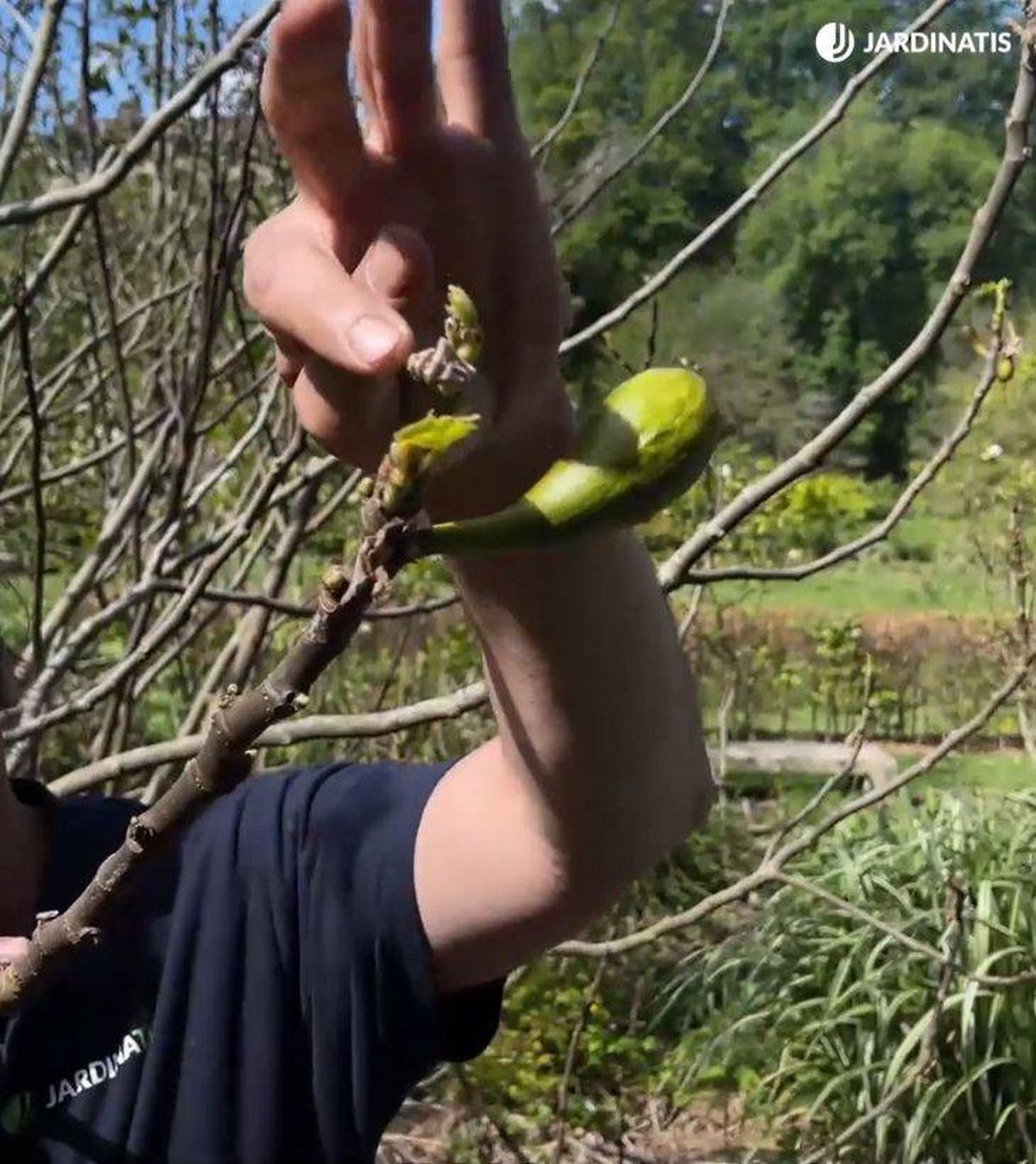 breva tras heladaas tardias primavera