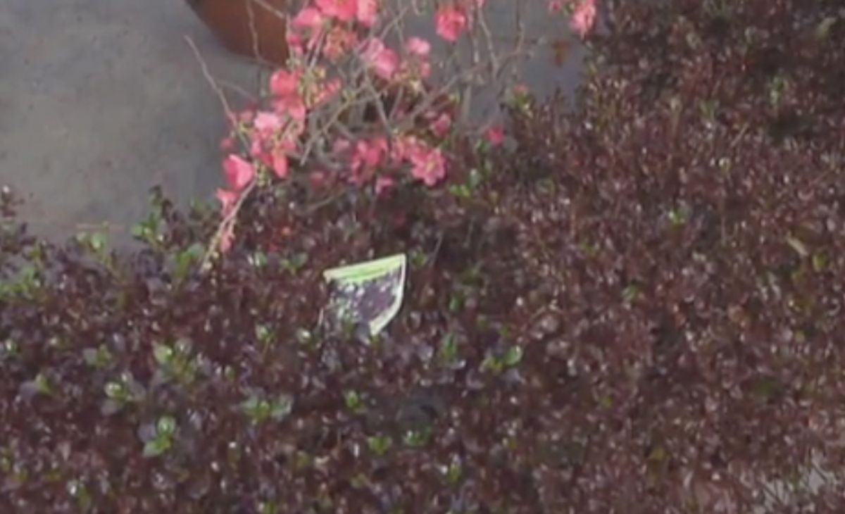 3 arbustos para principios de primavera   Coprosma Chocolate