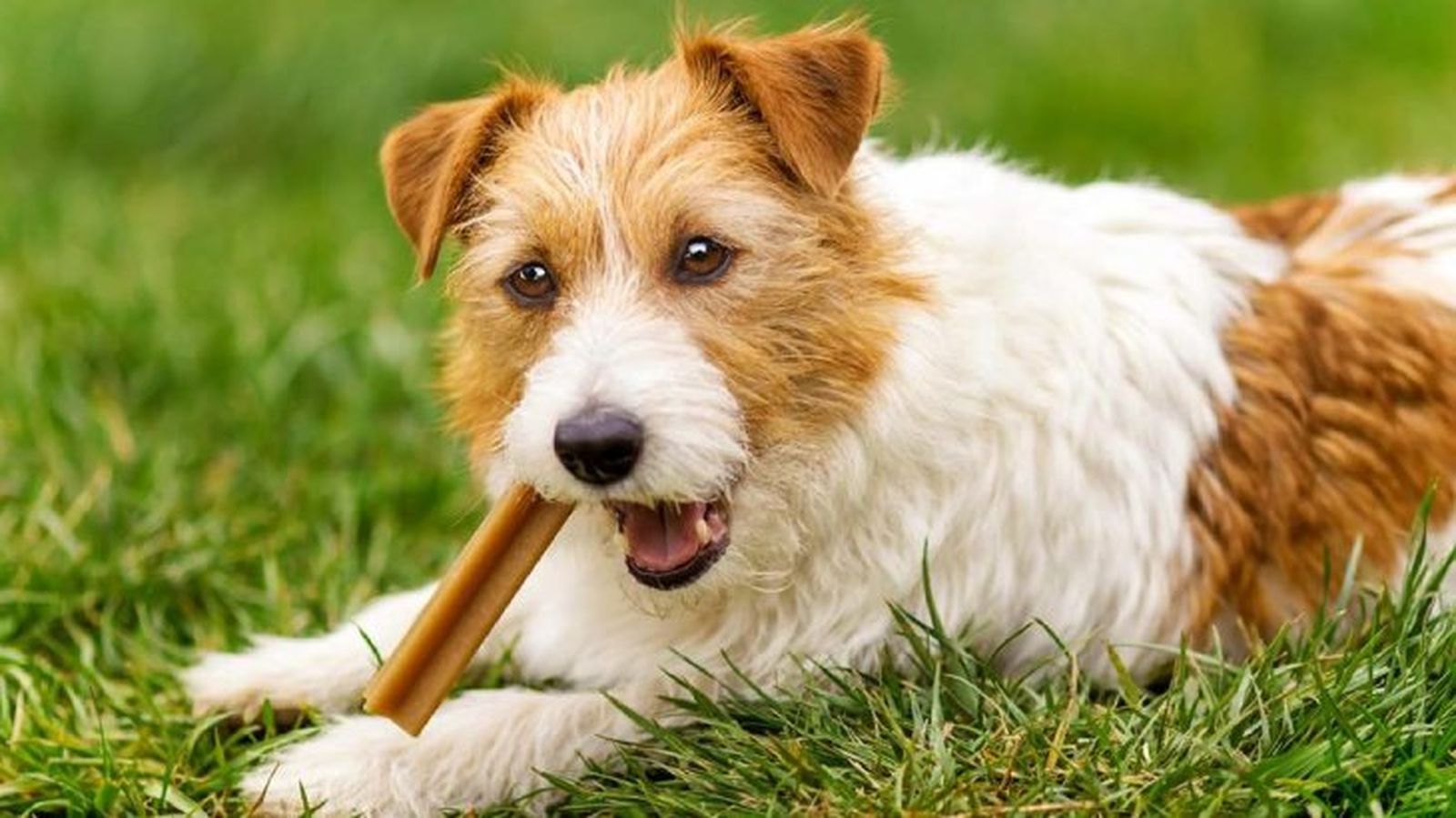 seguros para mascotas 1