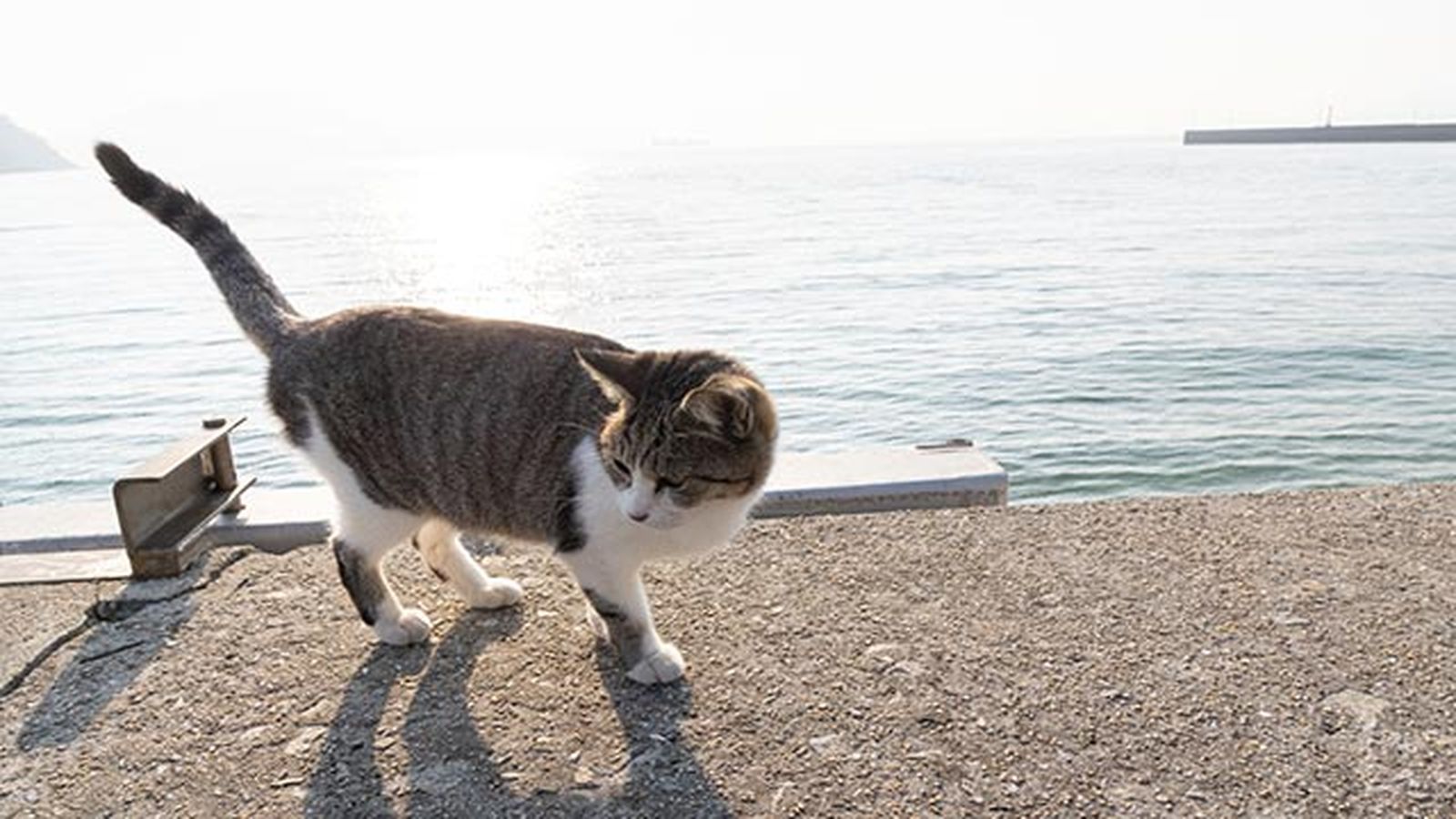 gato en la calle