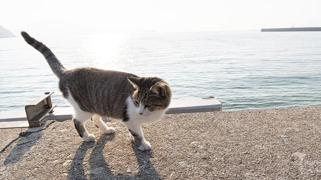 gato en la calle
