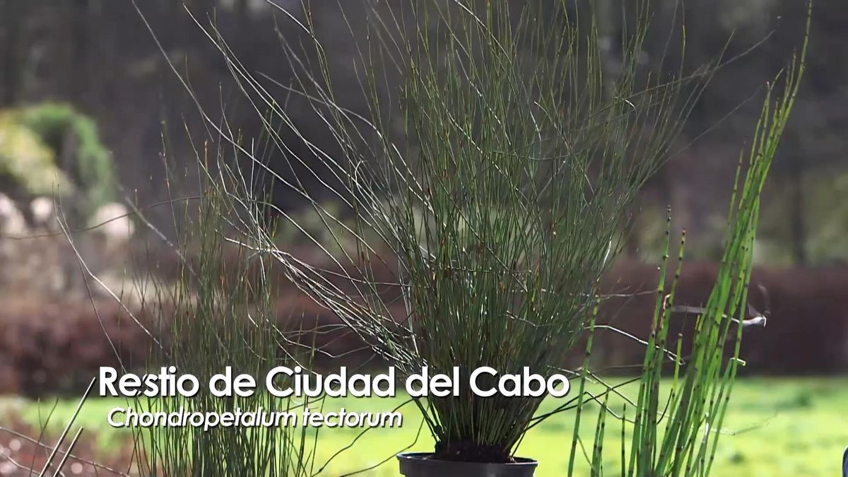 979 jardineria restio ciudad del cabo
