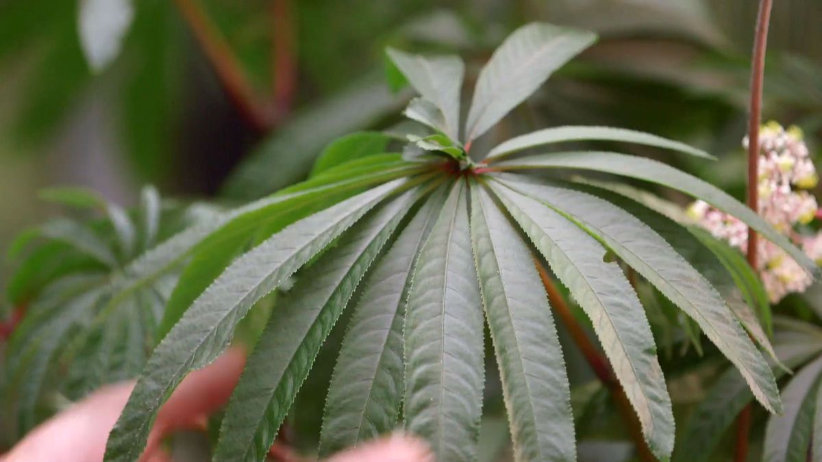 brico 928 3 begonia luxurians hoja