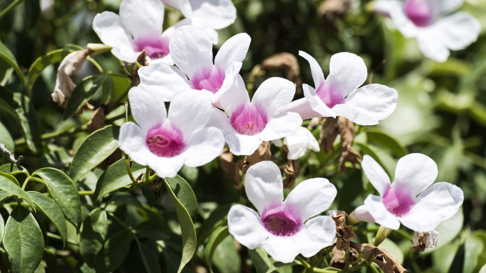 caracteristicas de la pandorea jasminoides