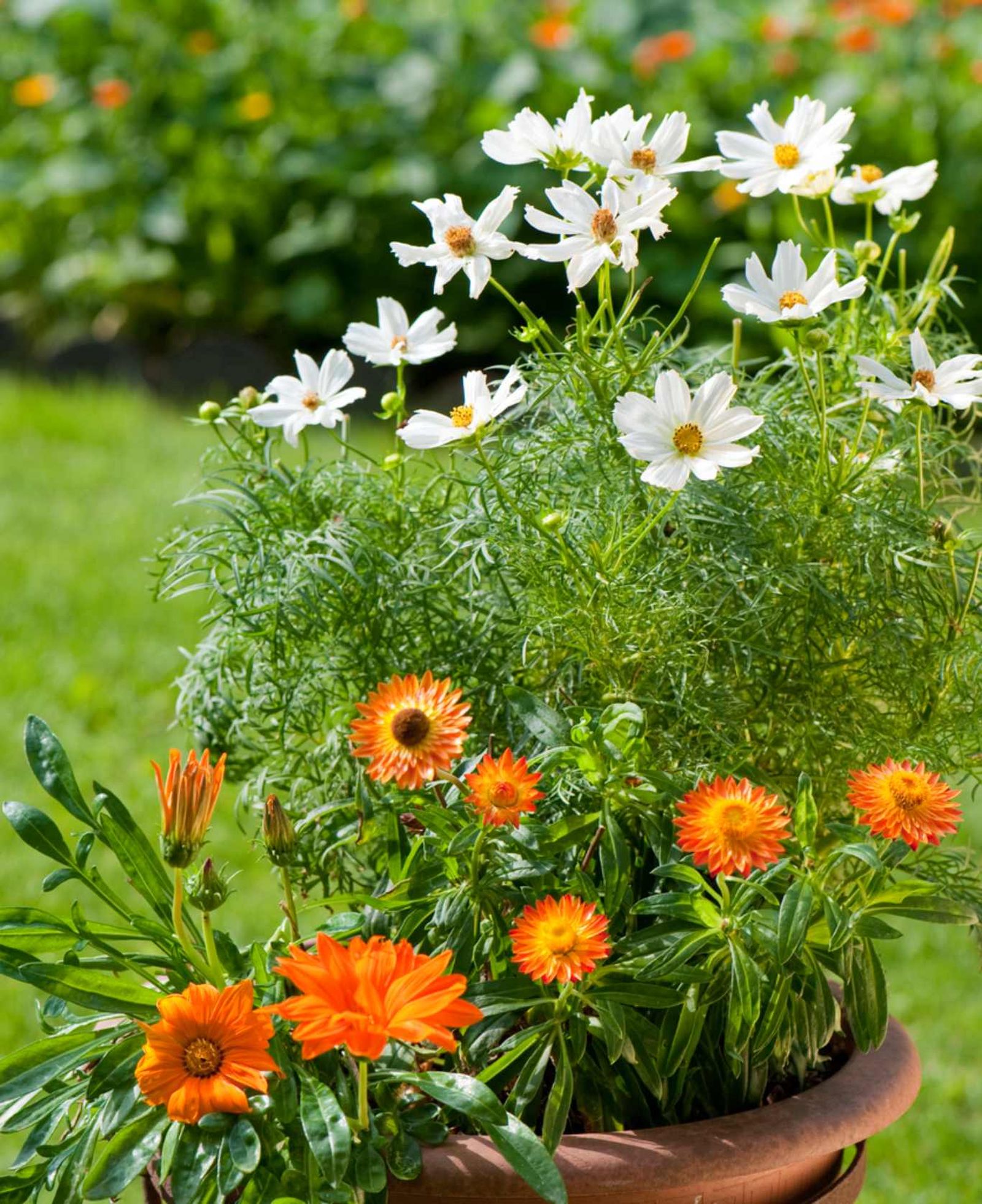Cosmos y caléndula en maceta.