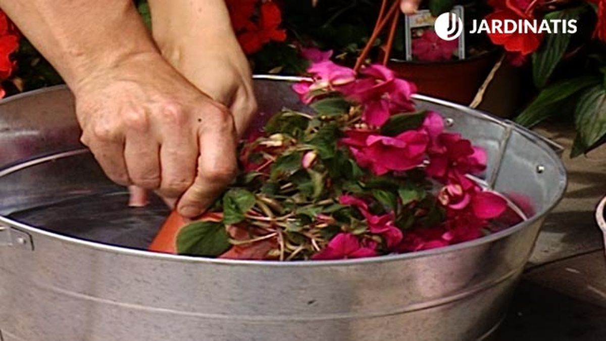 hidratar las alegrias guineanas antes de plantar deco 302