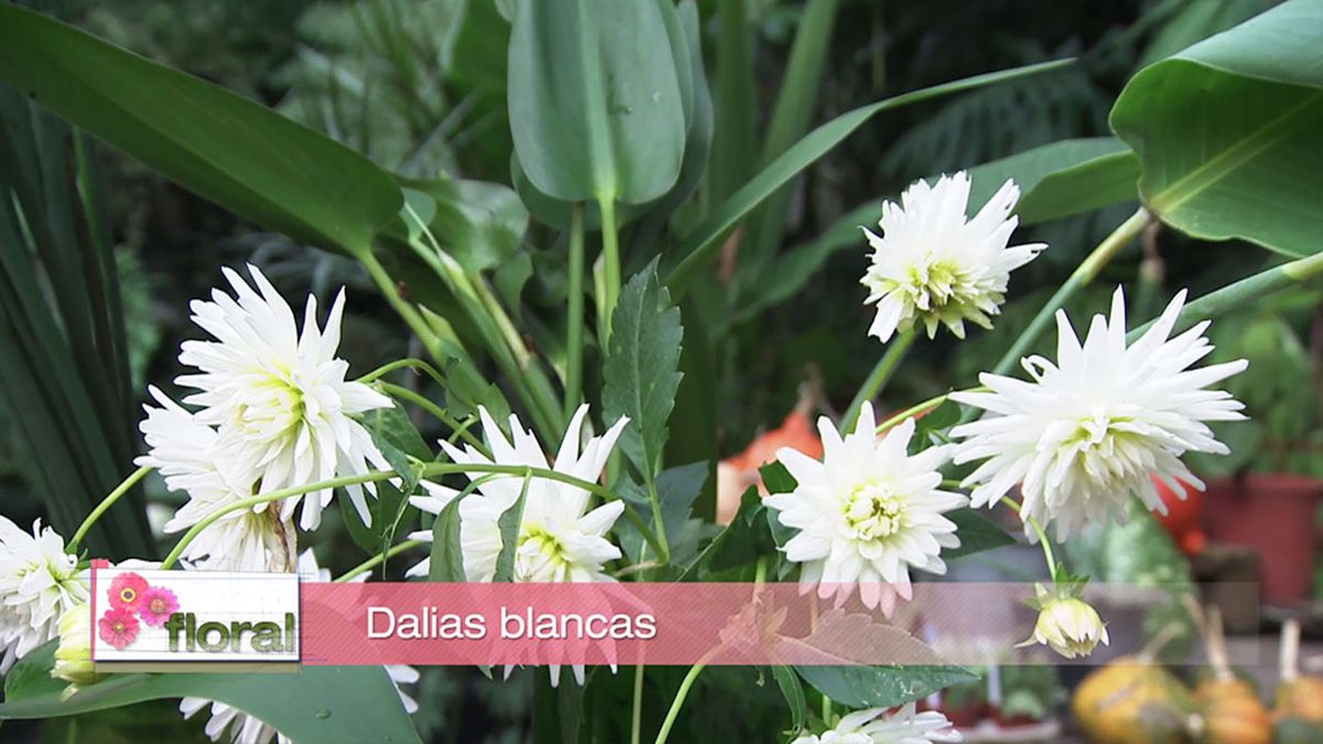 deco 751 jardin compsoiciones floral dalias