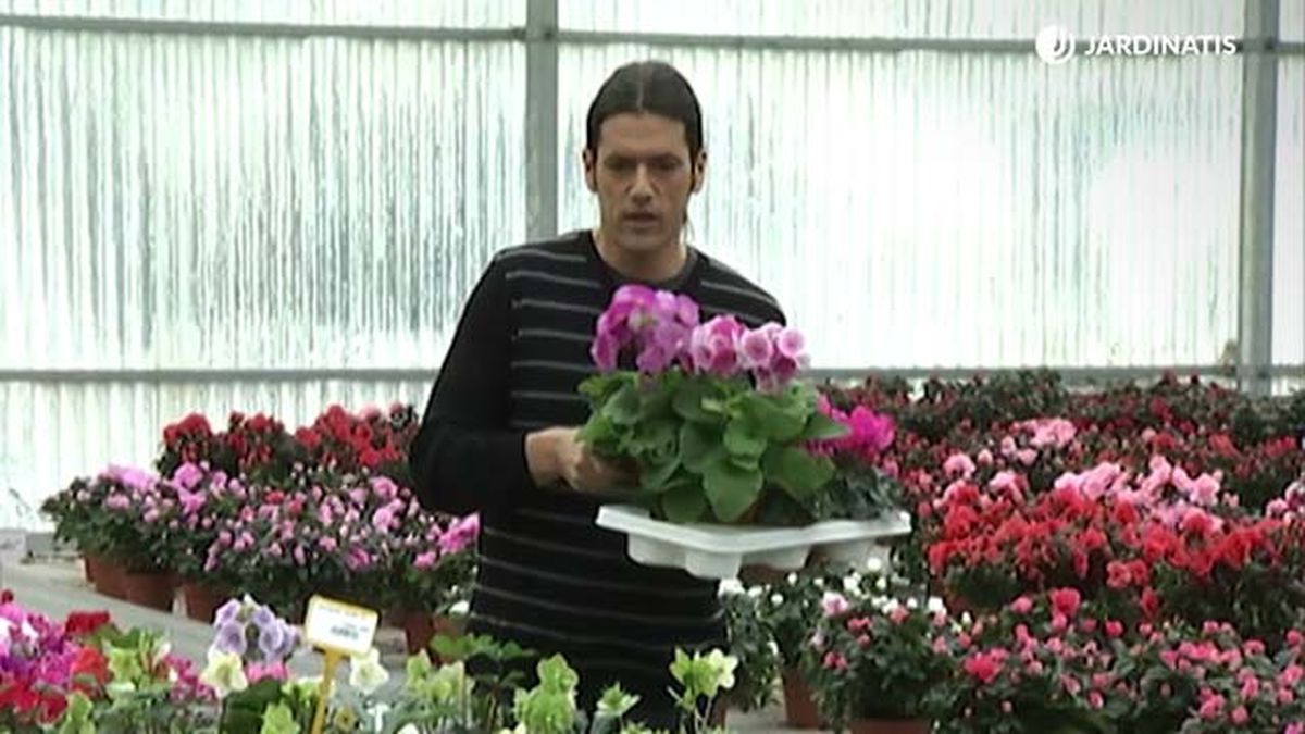 composicion floral de invierno azaleas primulas ciclamenes deco 421 jardinatis