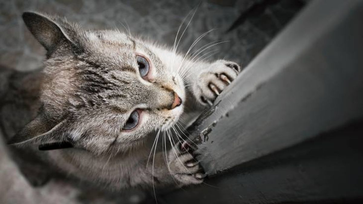 evitar que tu gato arane consejos