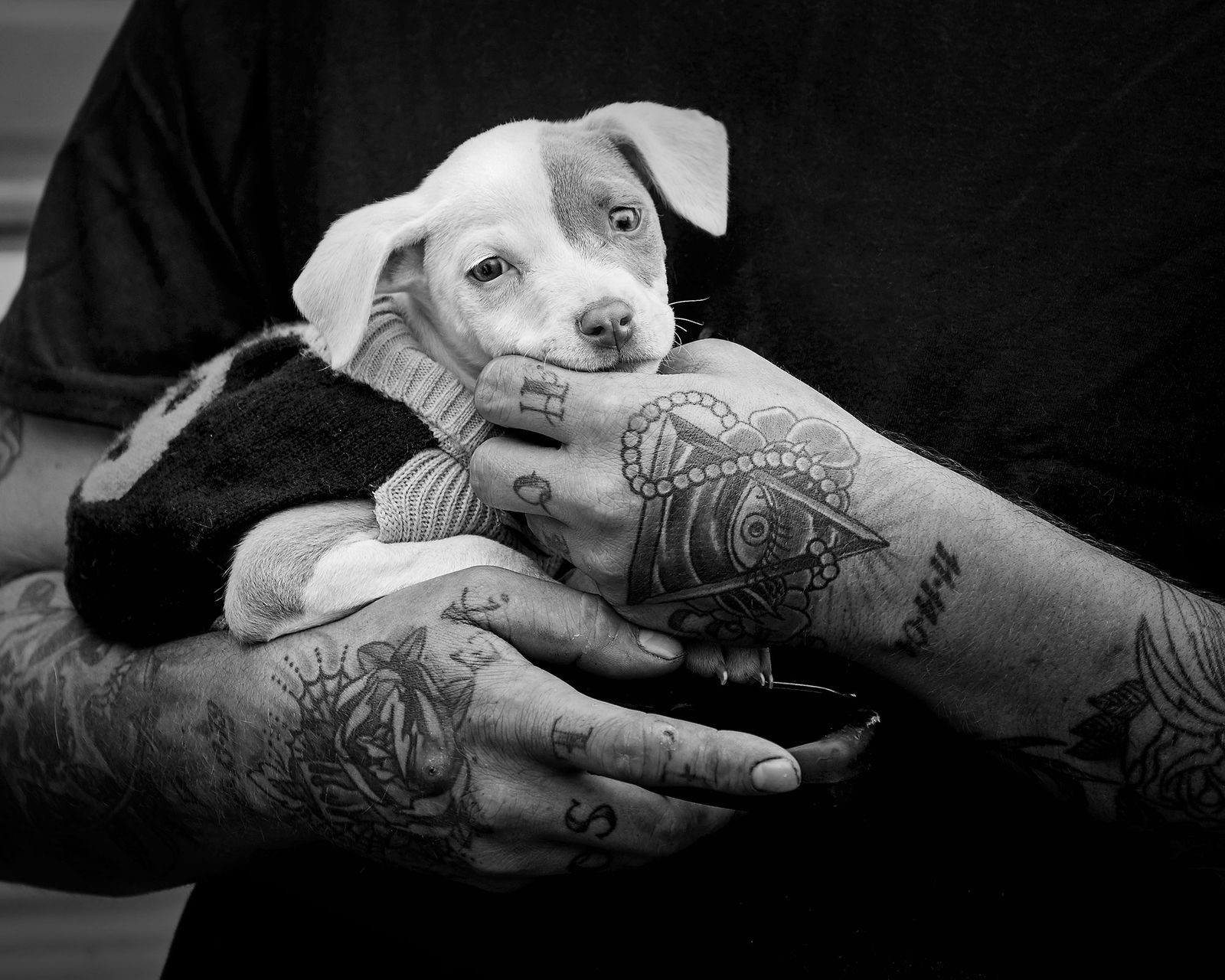 terapia asistida animales centros penitenciarios