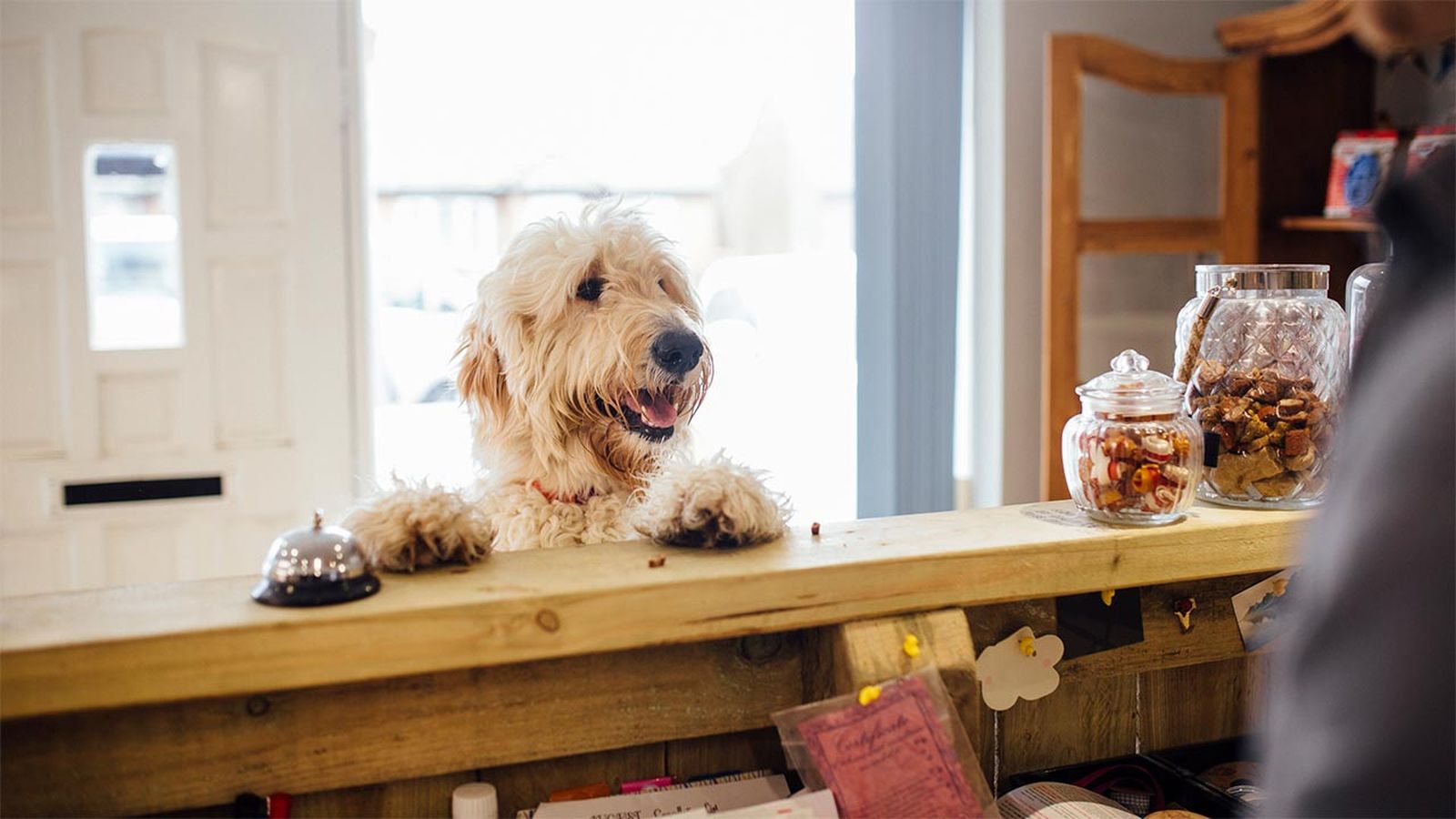 hoteles residencias mascotas portada