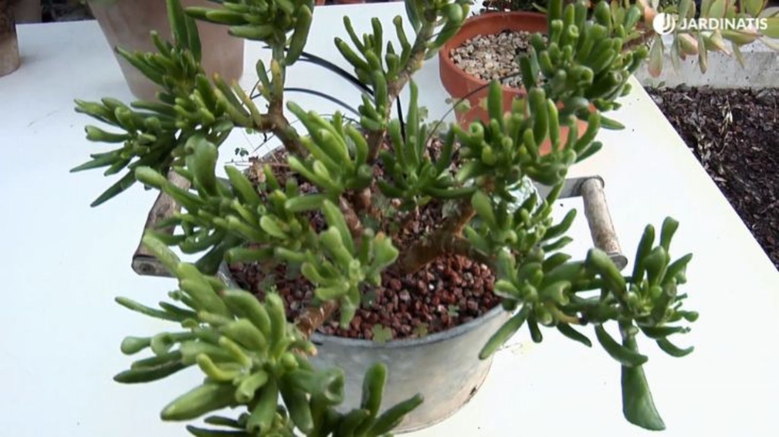 Crassula ovata Gollum en maceta