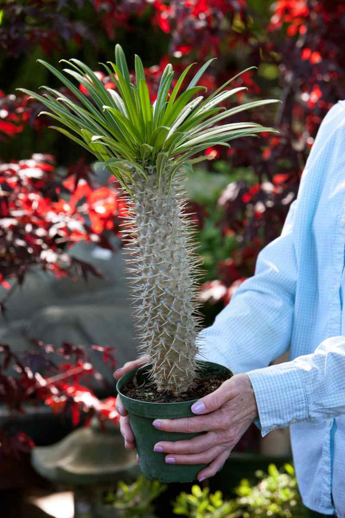 Pachypodium lamerei o palma de Madagascar.