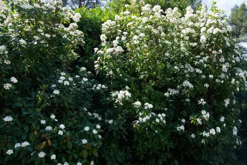 Viburnum tinus.