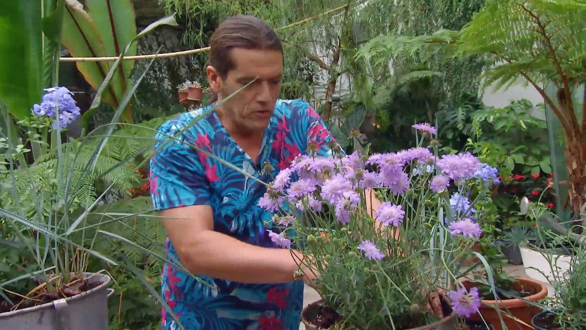 deco 660 jardineria composicion verano tonos azules paso 3