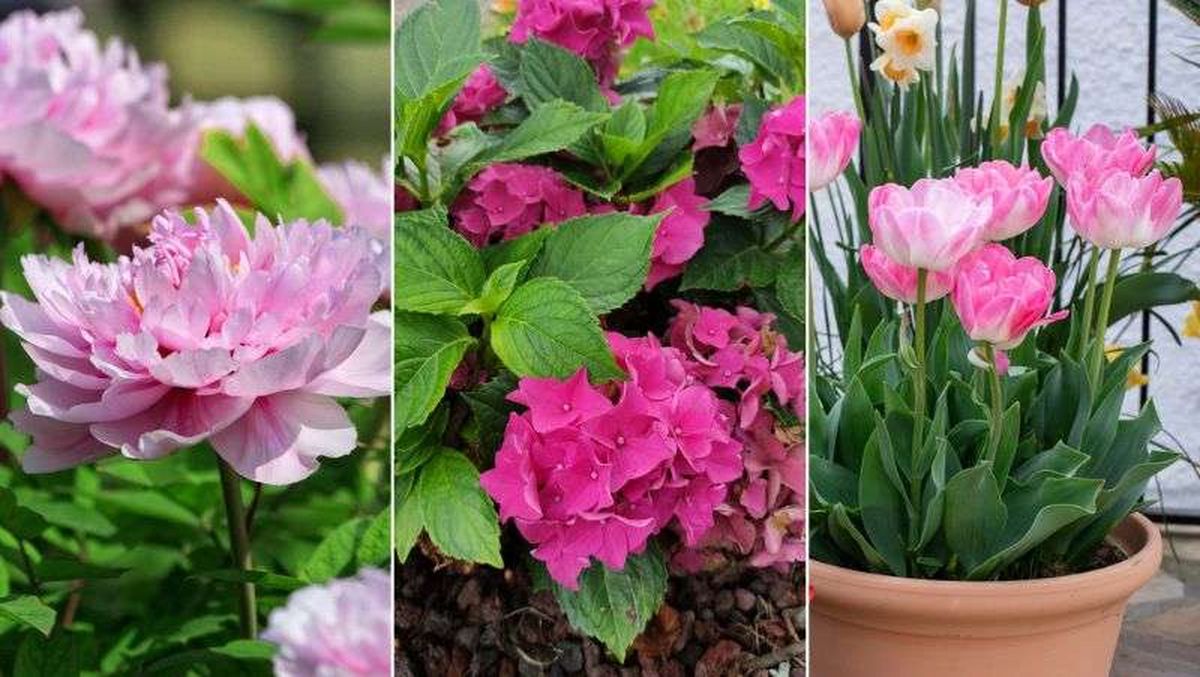 De izq. a drcha.: peonía, hortensia y tulipán
