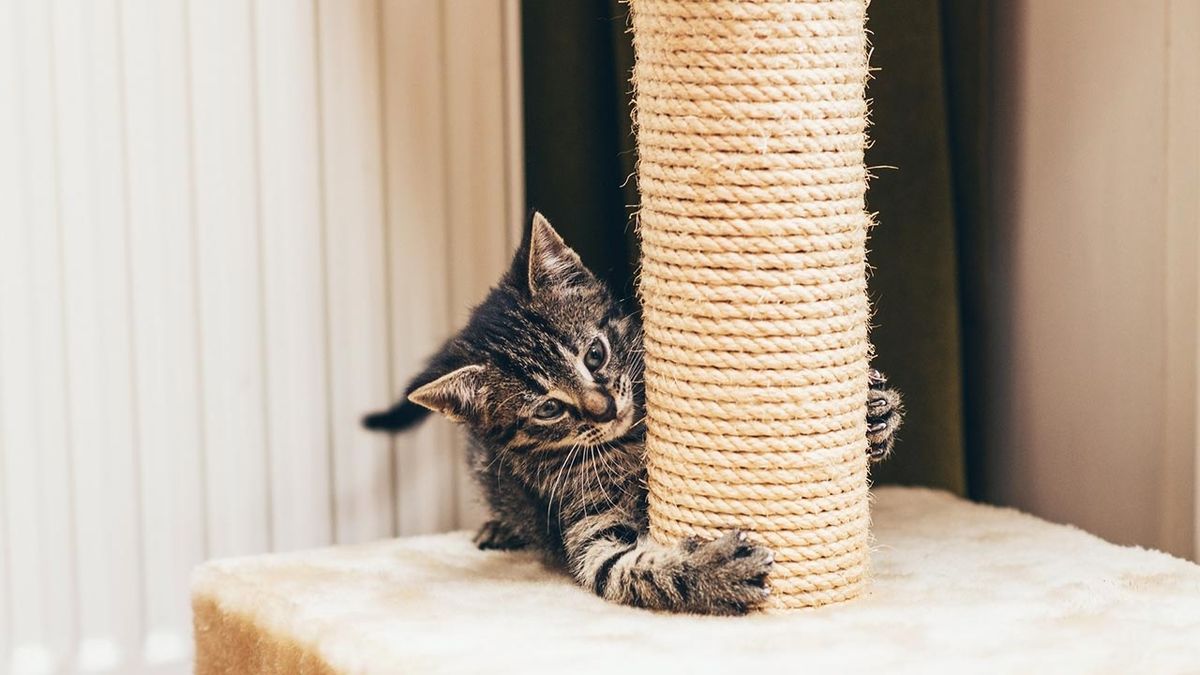 rascador casero gatos portada