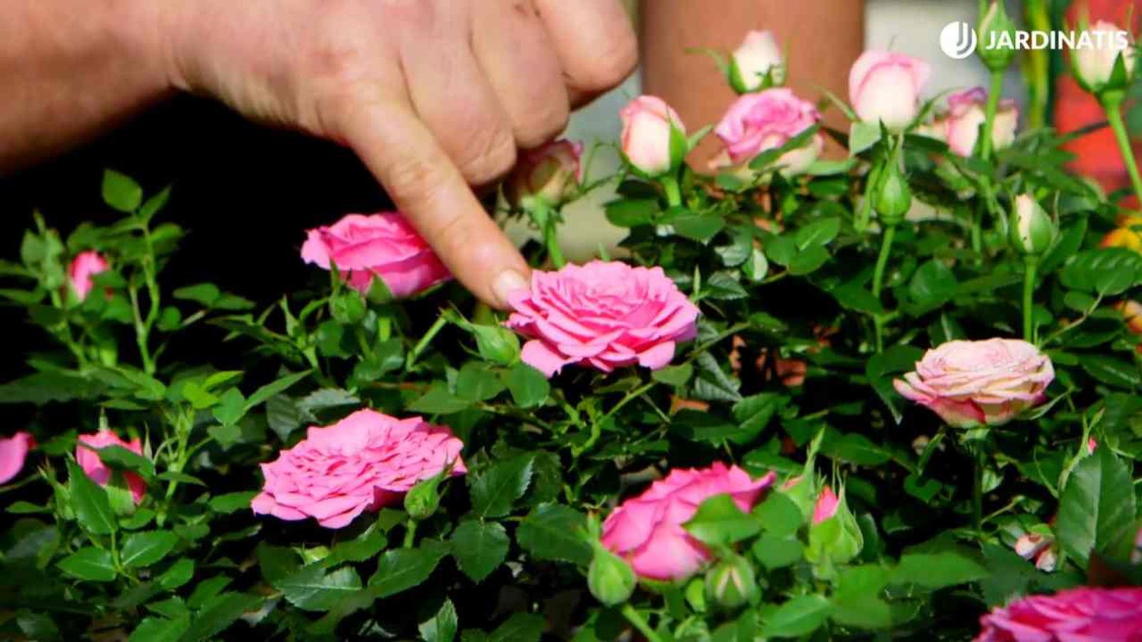 rosal mini pitimini cuidados