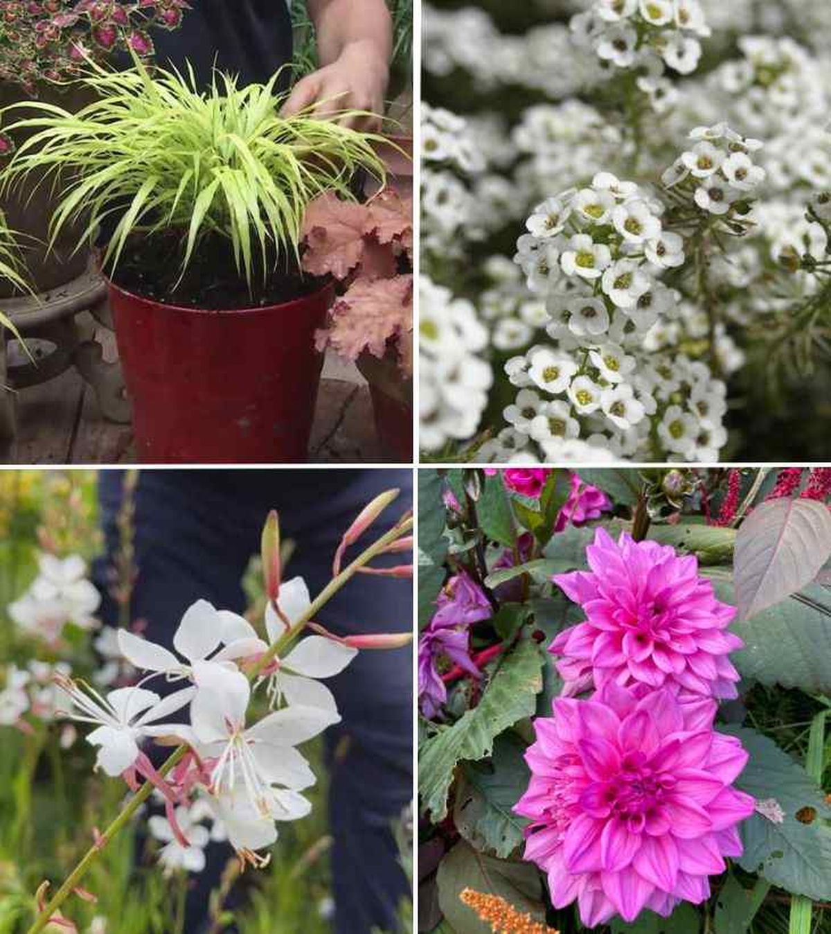 plantas de verano jardin 2