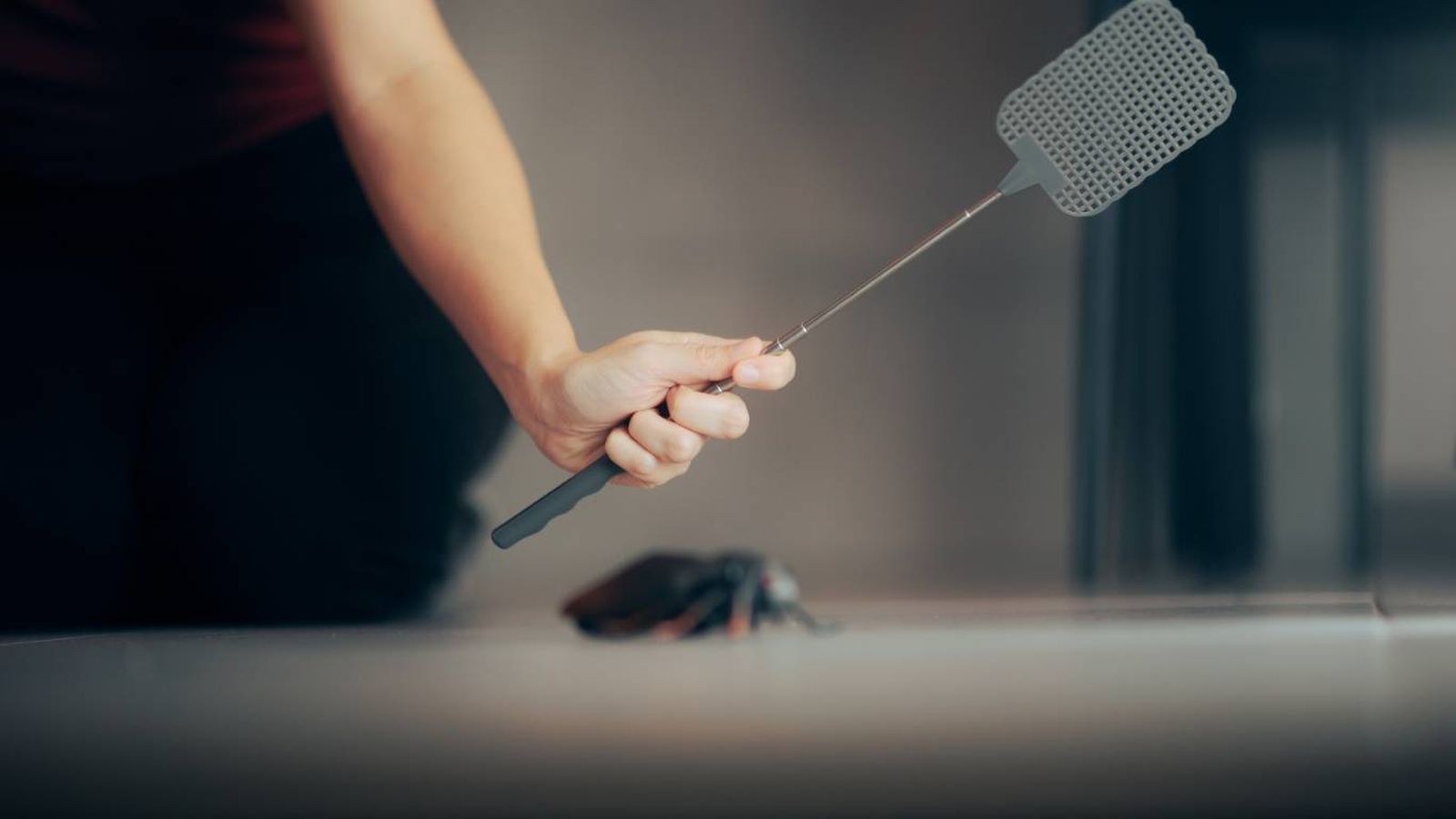 Las arañas cumplen un rol vital dentro de microecosistema de tu casa.