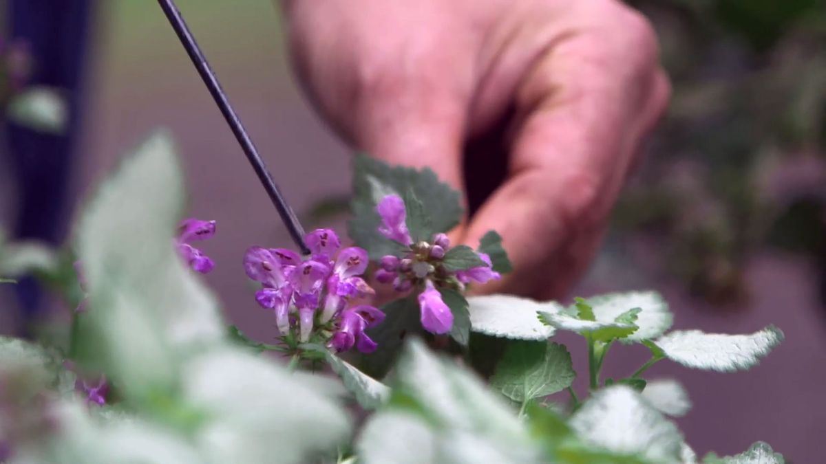 brico 0961 3 glecoma lamium beacon flor