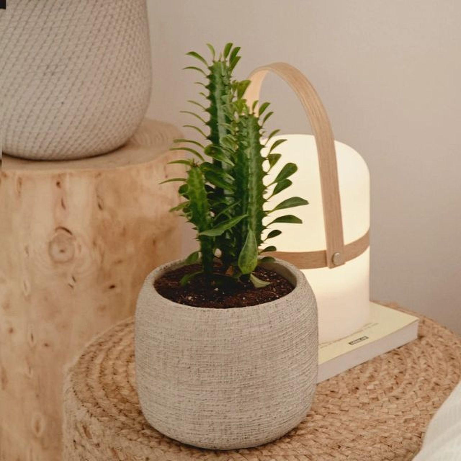 euphorbia trigona april plants