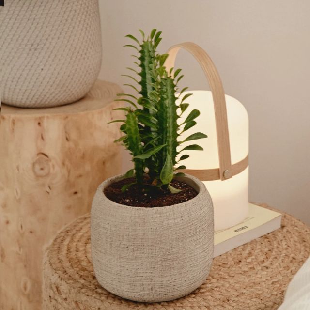 euphorbia trigona april plants
