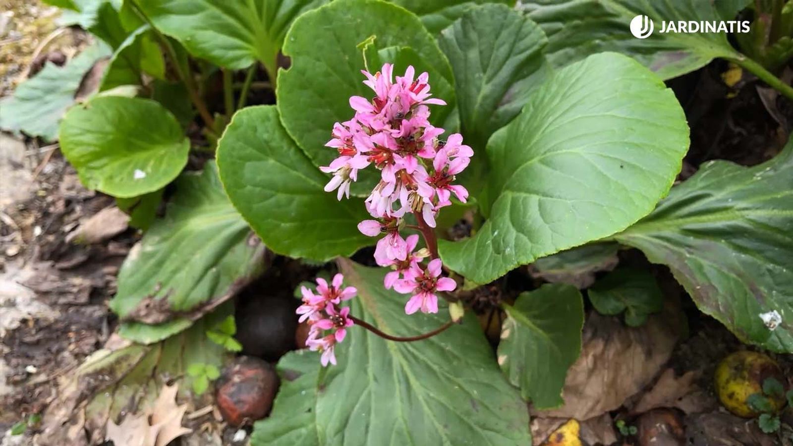 bergenia crassifolia