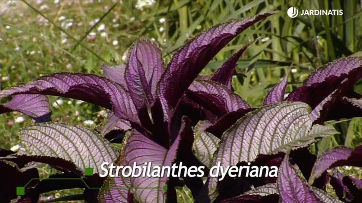 Planta Strobilanthes dyerianus en el jardín