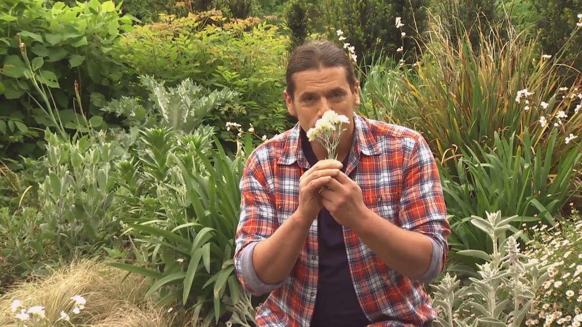 deco 0699 jardin clavelina flor blanca clavelina olor