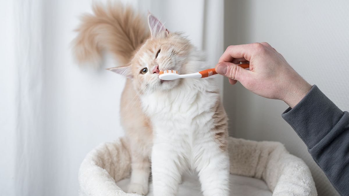 consejos para mantener la casa limpia con mascotas limpiar dientes