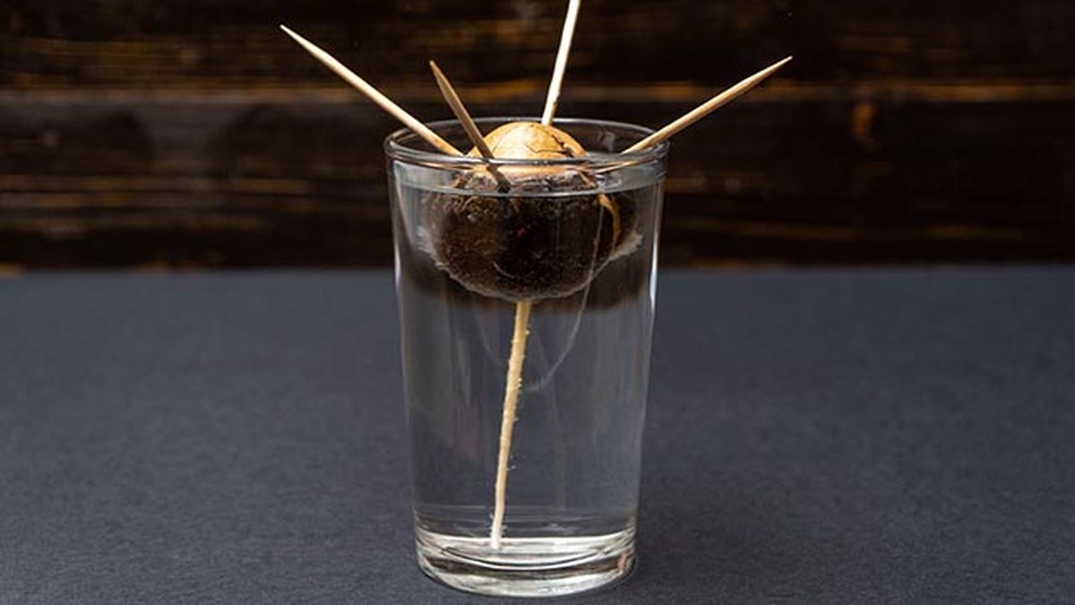 como cultivar aguacates en casa paso 2