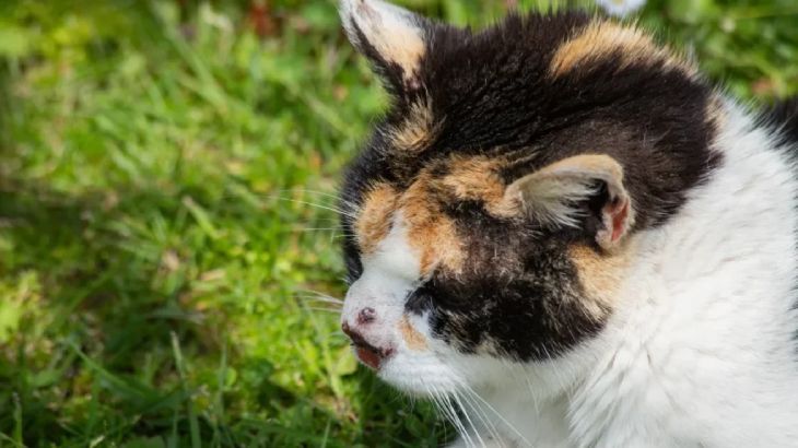 verrugas en gatos 2