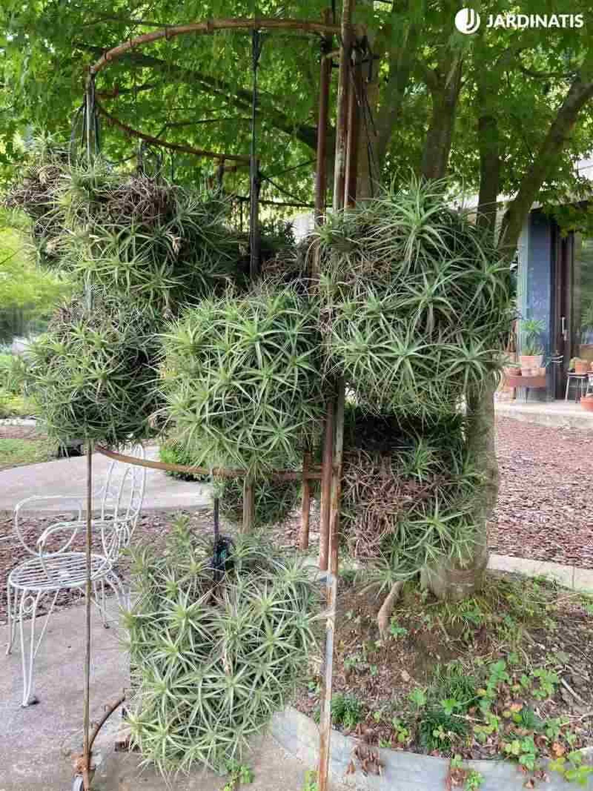 Para que alcancen estos tamaños debe pasar mucho tiempo