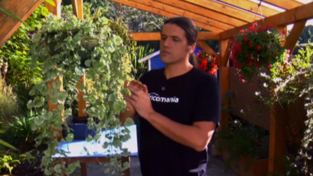 brico 762 Glechoma hederacea variegada