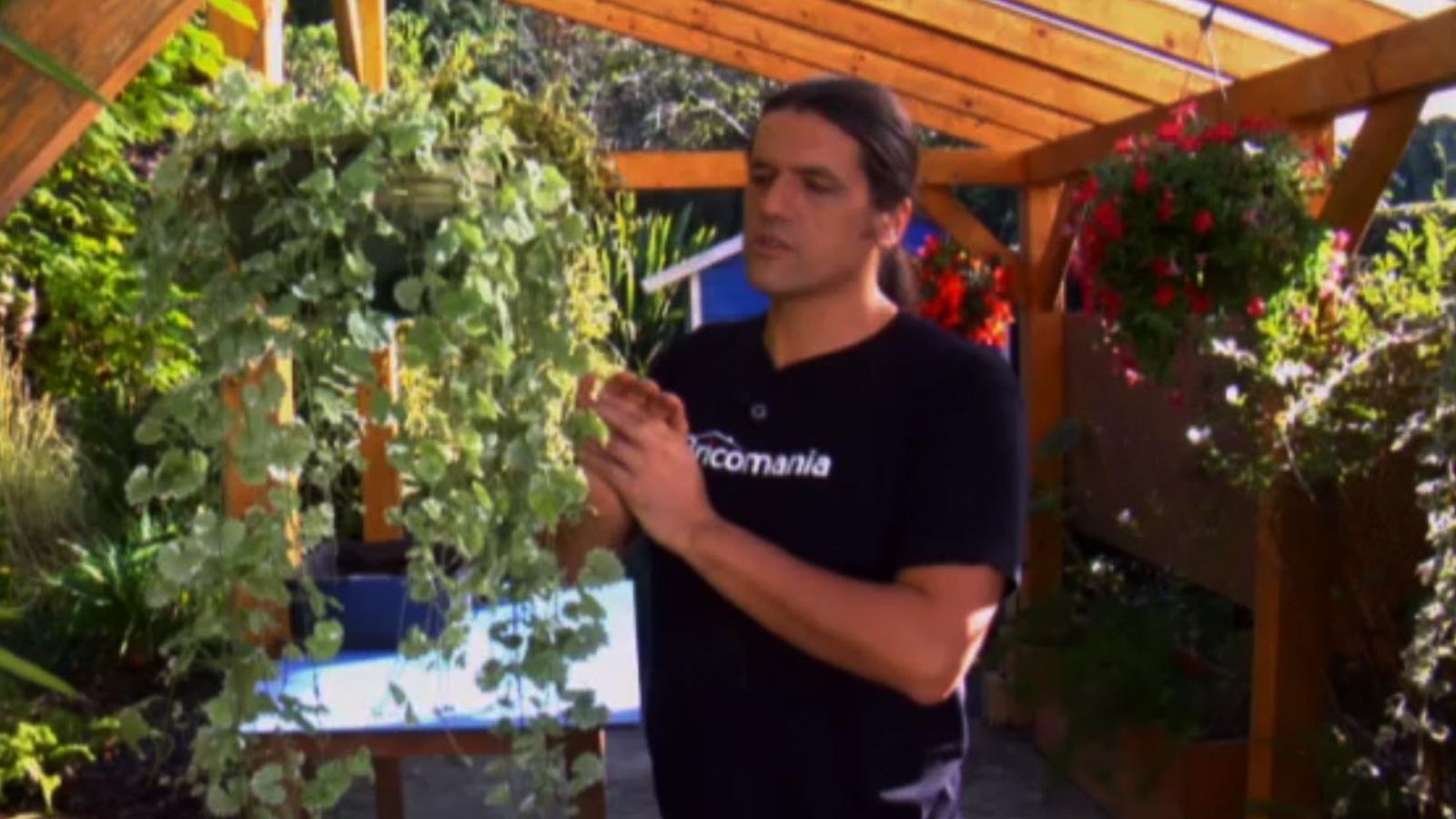 brico 762 Glechoma hederacea variegada