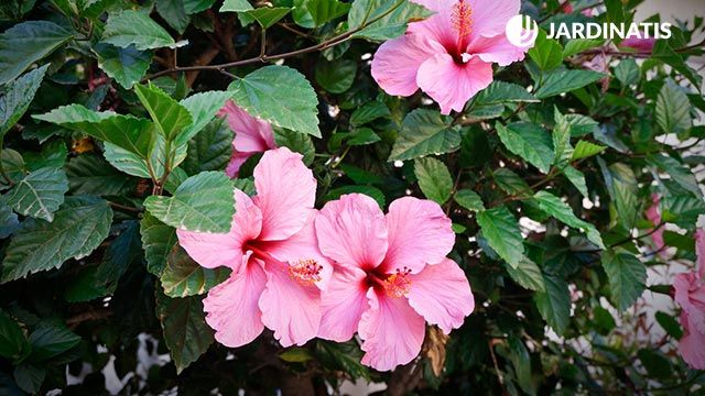 hibisco planta en el jardin