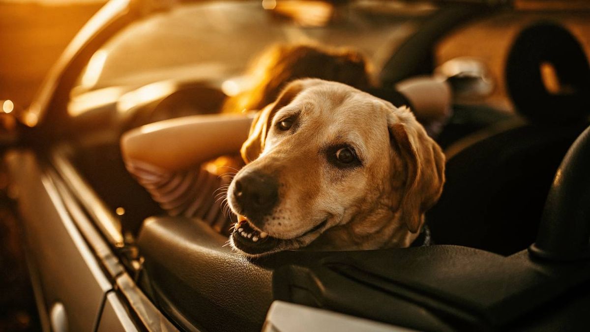 Proteger a tu mascota también significa protegerte a ti y a los demás.