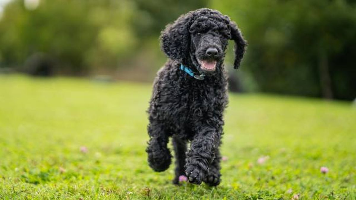 nombres para perros negros raza poodle caniche