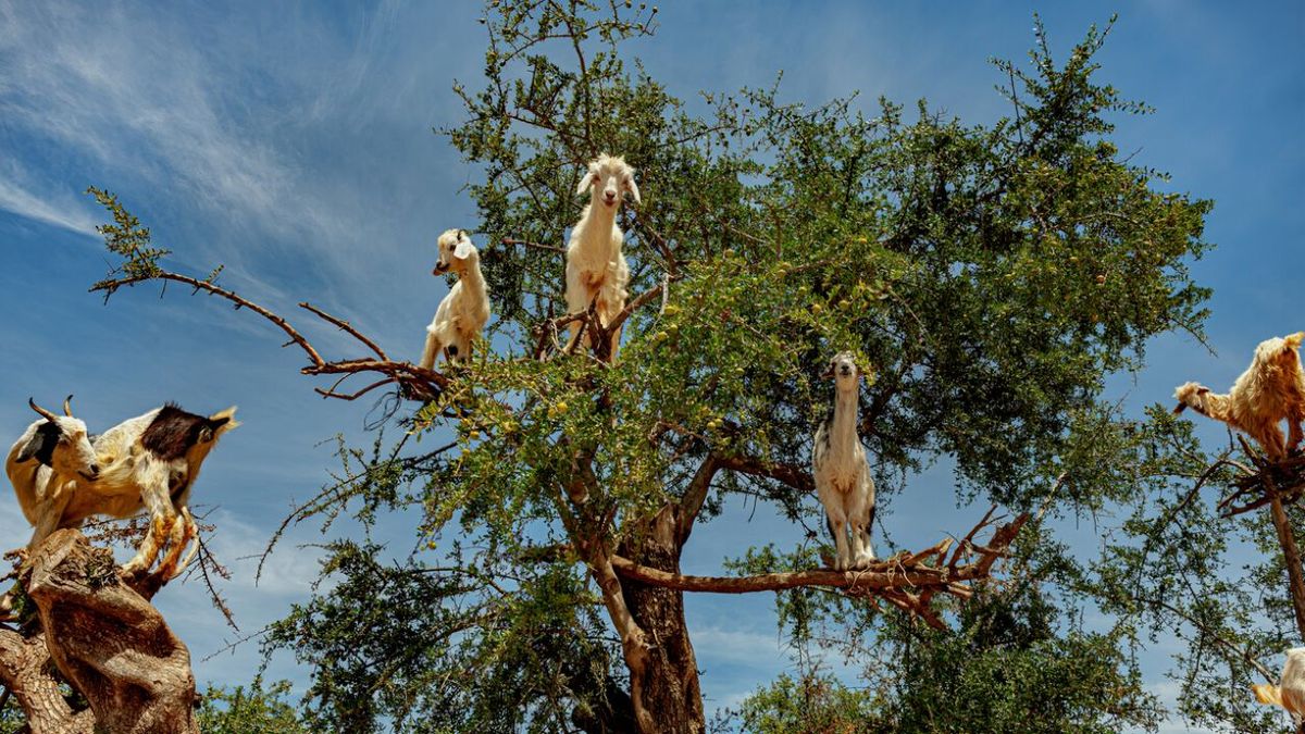 curiosidades sobre el arbol argan argania spinosa