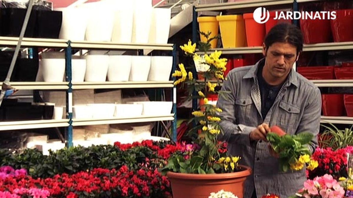 composicion floral inicios primavera mimosa primulas alelis deco 425 jardin