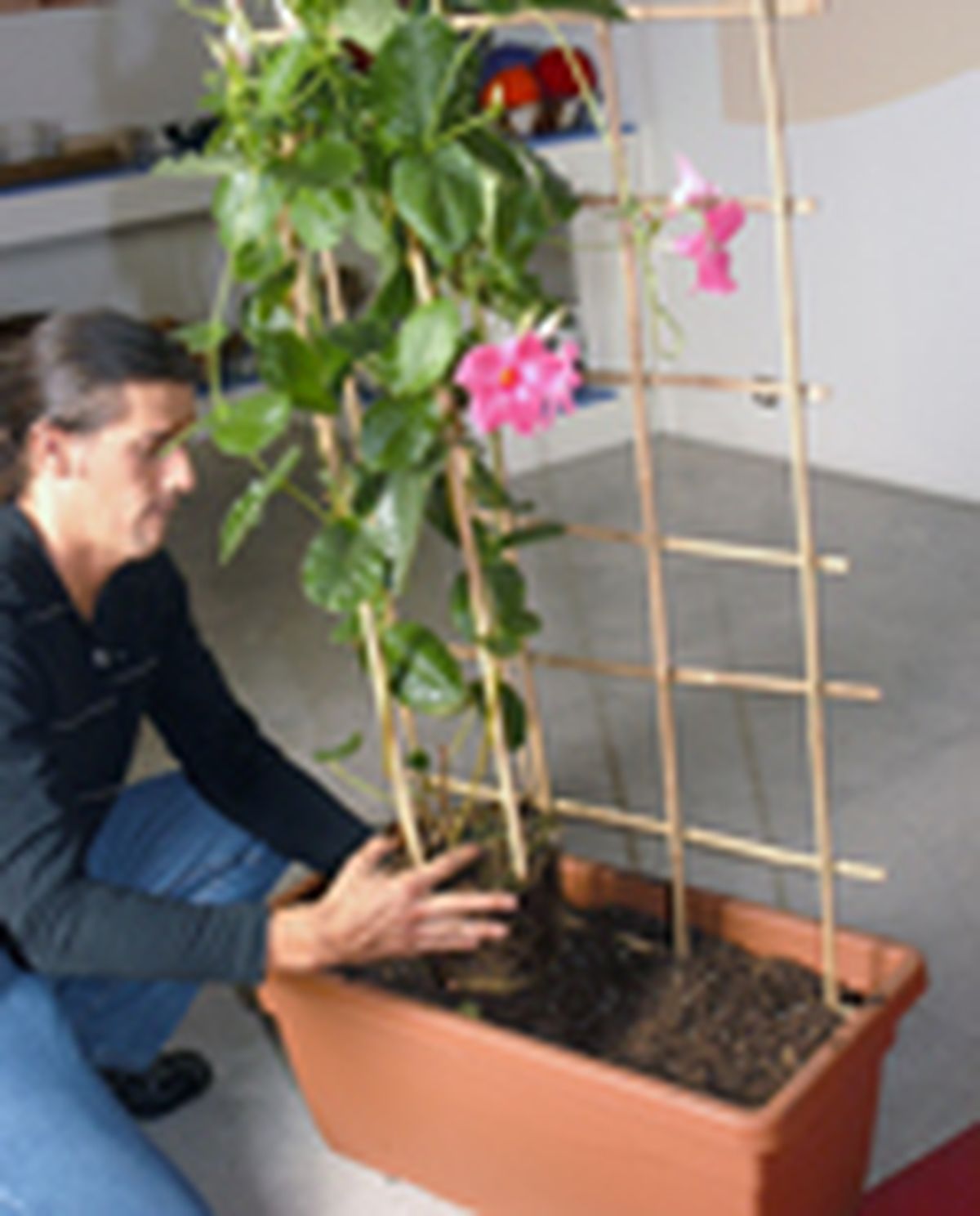 65204 dipladenia p04