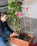 65204 dipladenia p04