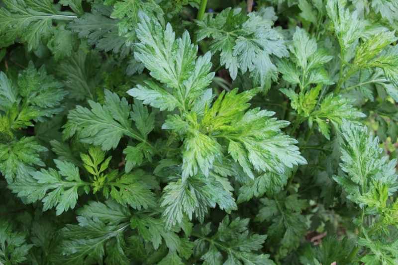 Artemisia vulgaris.