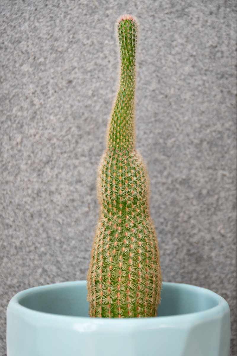 Etiolación en cactus.