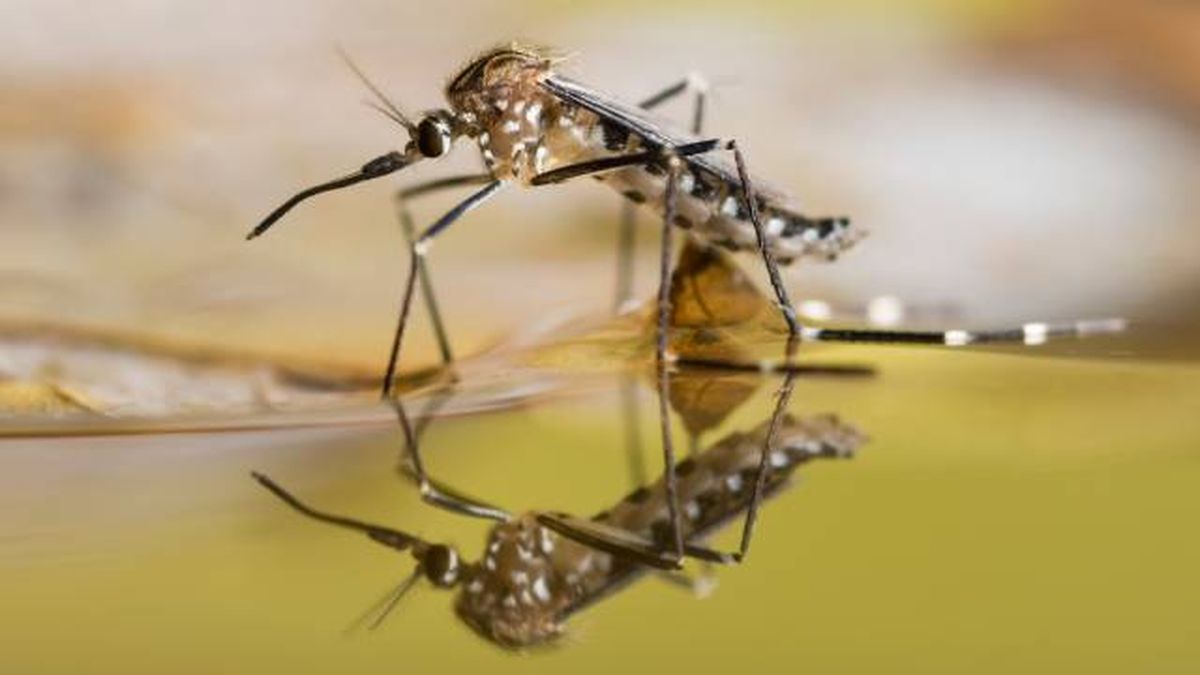 consejos para evitar mosquitos en casa